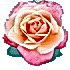 Pale pink flower a pretty rose for a lovely lady. Jane Eyre by Charlotte Bronte Deluxe Edition.