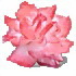 A pale pink flower for a cute young woman or girl. Jane Eyre by Charlotte Bronte Chapter 18.