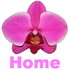 A pretty pink orchid. Such a beautiful flower.