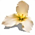 A lovely white flower for ladies and women to enjoy. Jane Eyre by Charlotte Bronte Chapter 13.