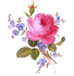 Pink roses are lovely flowers for a romantic lady. Jane Eyre by Charlotte Bronte Chapter 18.