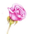 A pink rose for a pretty woman and a foxy female.  Jane Eyre by Charlotte Bronte Chapter 37.