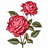 Roses the flower of love. Jane Eyre by Charlotte Bronte Chapter 8.