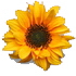 A sun flower. Jane Eyre by Charlotte Bronte Chapter 8.