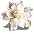 A white flower for lovely ladies and foxy females. Jane Eyre by Charlotte Bronte Chapter 33.