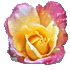 A yellow and pink colour flower. Enjoy looking at pretty here. Jane Eyre by Charlotte Bronte Chapter 7.